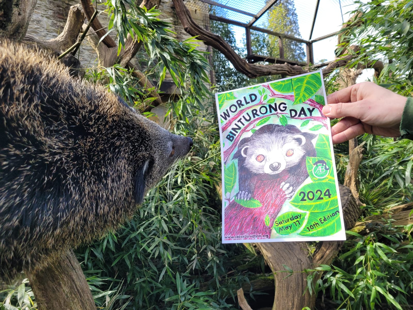 16 World Binturong Day poster 2024 rkipy5