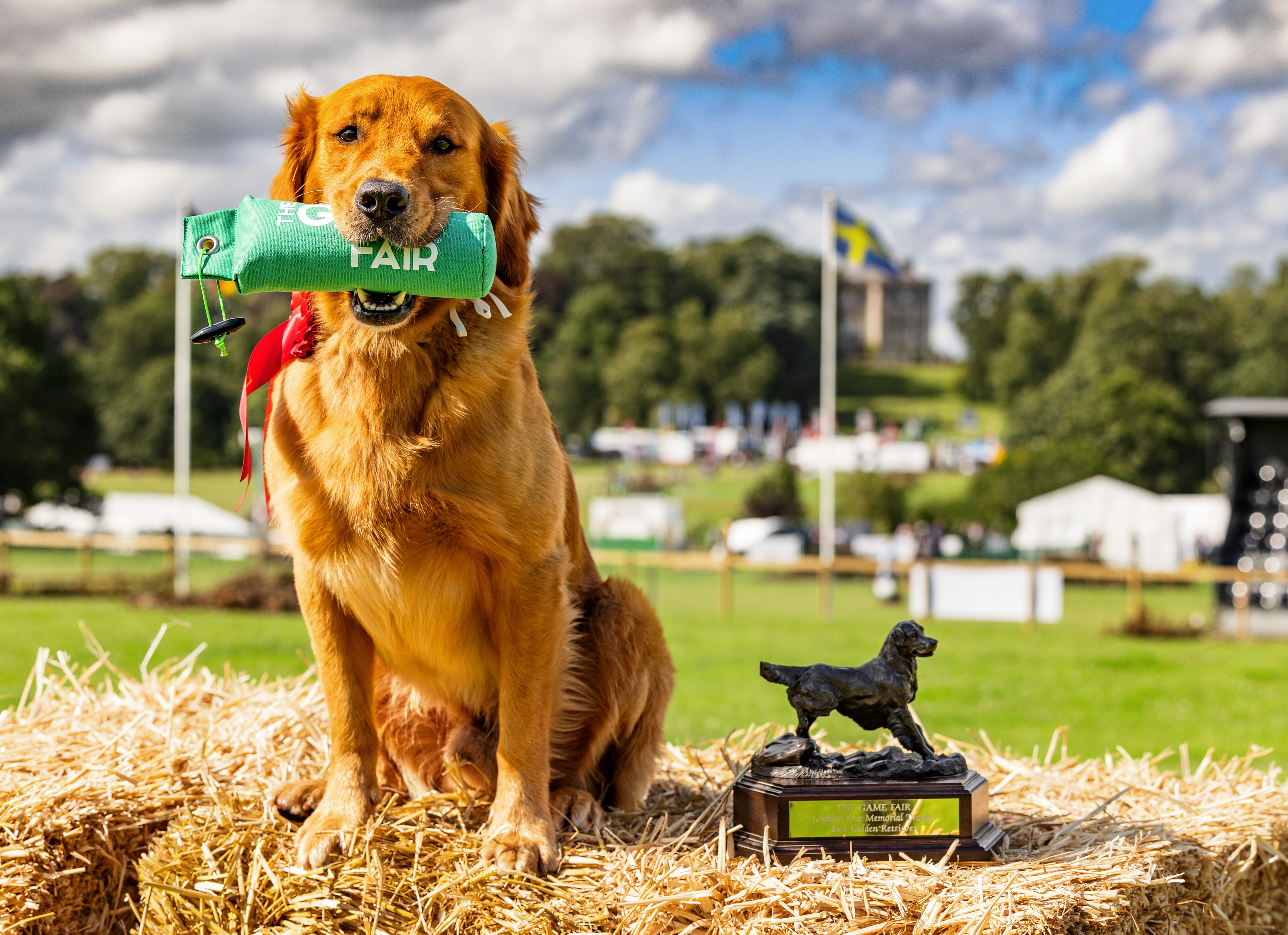 Top golden retriever River Soul Amazing Diego Italy lsnekw